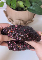 Pearl Jam Slime (9.8 oz)